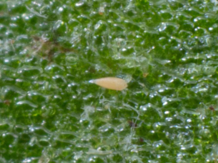 Aculops lycopersici
