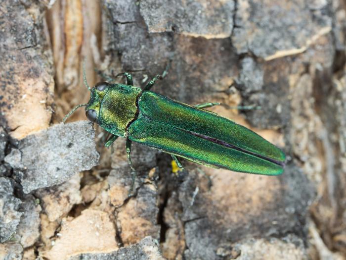 Agrile du frêne (Agrilus planipennis)