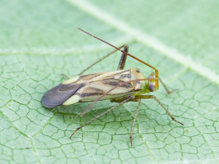 Capside de la luzerne (Adelphocoris lineolatus)