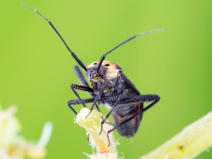 Taedia scrupea