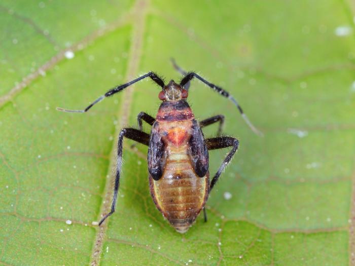 Taedia scrupea
