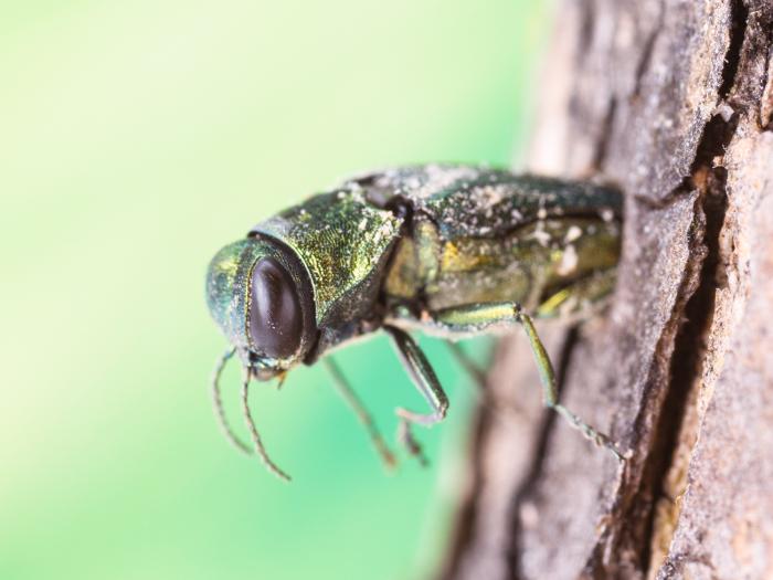 Agrile du frêne (Agrilus planipennis)