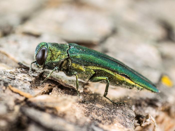 Agrile du frêne (Agrilus planipennis)