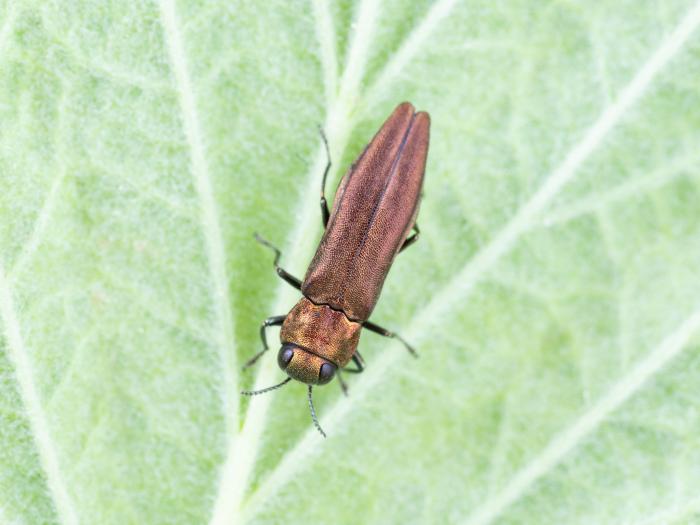 Agrile des gadelliers (Agrilus ribesi)