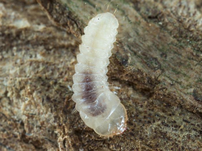 Desmocère à manteau (Desmocerus palliatus)