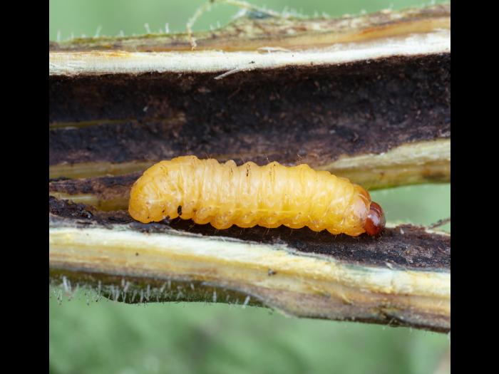 Charançon du noyer (Conotrachelus juglandis)