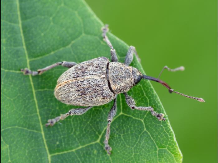 Charançon des noisetiers (Curculio obtusus)