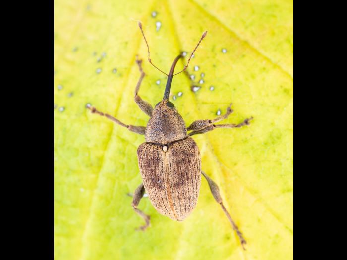 Charançon des noisetiers (Curculio obtusus)