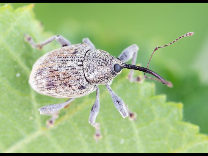 Charançon des noisetiers (Curculio obtusus)