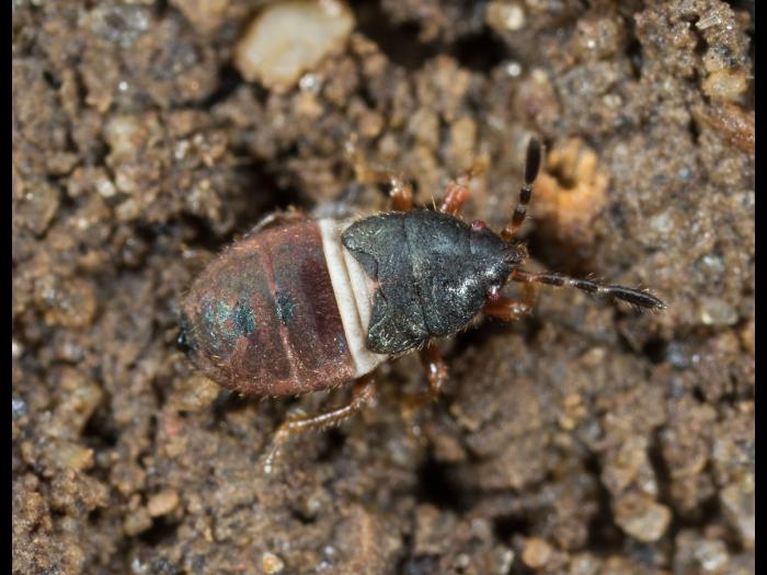 Punaise velue (Blissus leucopterus hirtus)