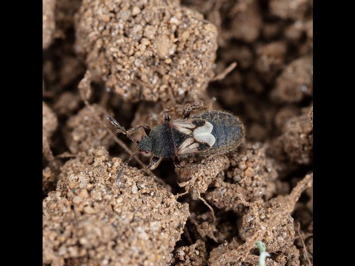 Punaise velue (Blissus leucopterus hirtus)