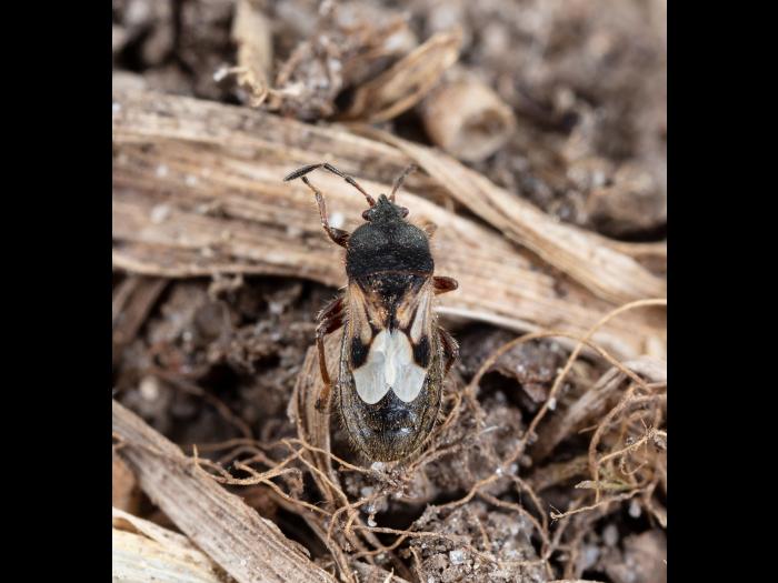 Punaise velue (Blissus leucopterus hirtus)