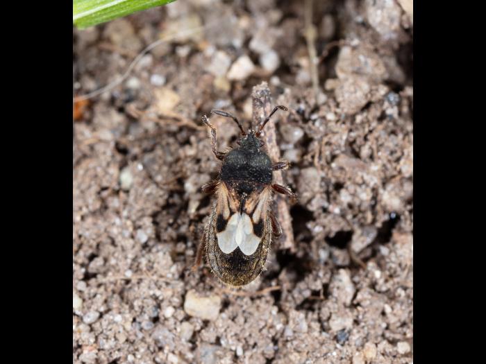 Punaise velue (Blissus leucopterus hirtus)