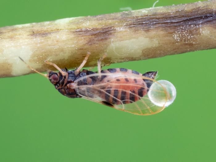 Psylle du poirier (Cacopsylla pyricola)