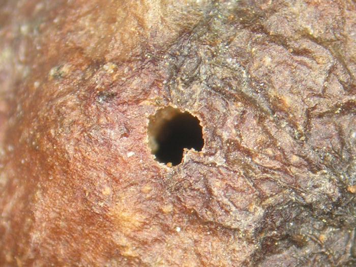 Ptéromale galligène (Hemadas nubilipennis)
