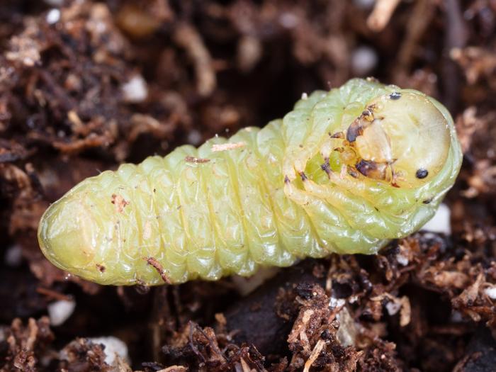 Tenthrède du sureau (Macrophya epinota)