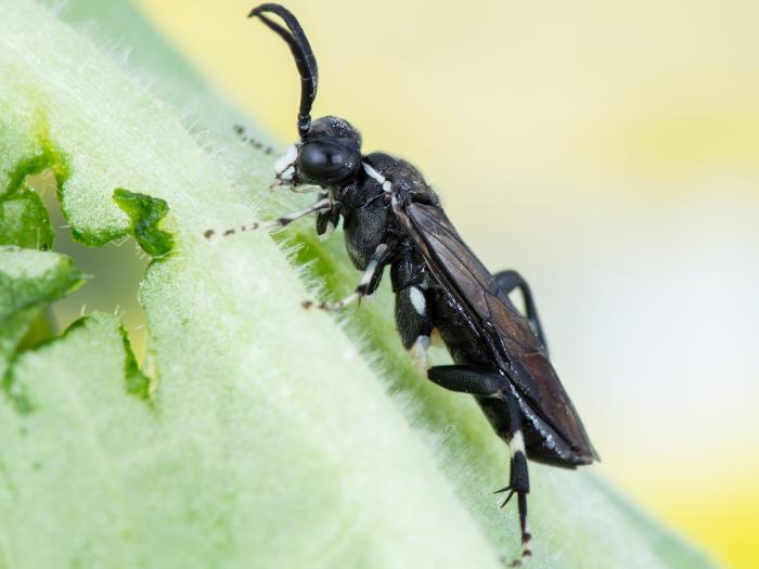 Tenthrède du sureau (Macrophya epinota)