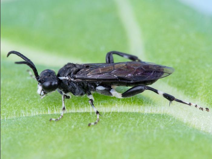 Tenthrède du sureau (Macrophya epinota)