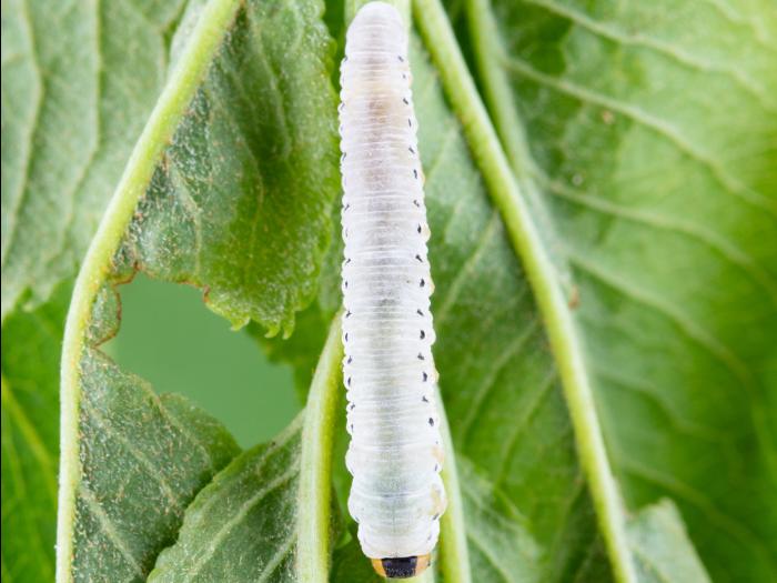 Tenthrède du sureau (Macrophya epinota)