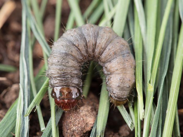 Ver-gris vitreux (Apamea devastator)
