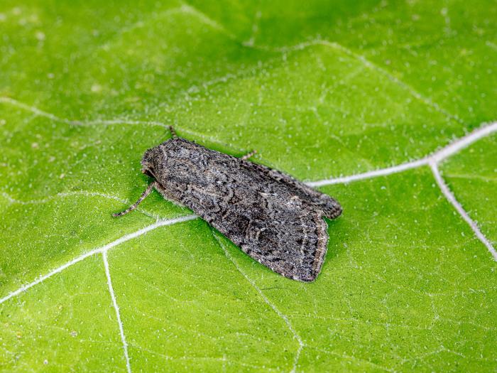 Ver-gris vitreux (Apamea devastator)