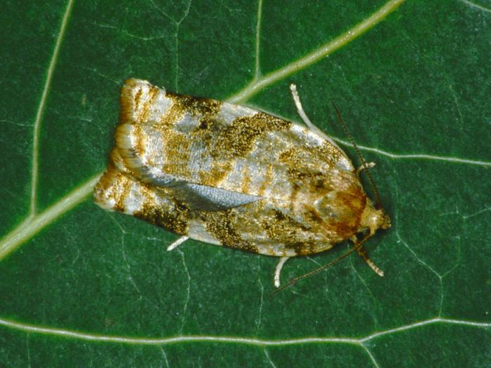 Tordeuse du pommier (Archips argyrospila)