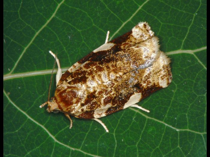Tordeuse du pommier (Archips argyrospila)
