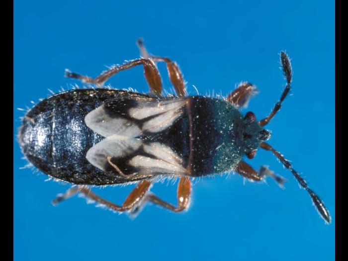 Punaise velue (Blissus leucopterus hirtus)