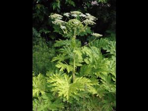 Berce Caucase(Heracleum mantegazzianum)_11