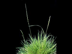 Ivraie vivace (Lolium perenne)_5