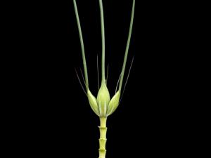 Orge commun (Hordeum vulgare)_3