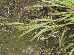 Panic de Tuckerman (Panicum philadelphicum var. tuckermanii)