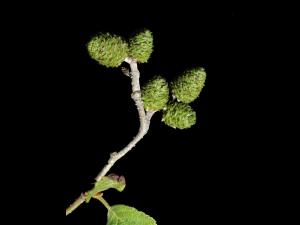 Aulne rugueux(Alnus incana)_1