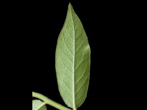 Bleuet fausse-myrtille(Vaccinium myrtilloides)_6