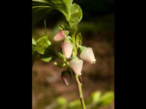 Airelle gazonnante(Vaccinium caespitosum)_2