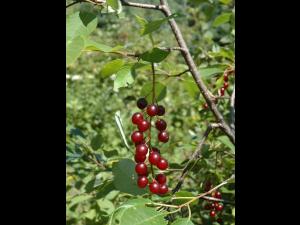 Cerisier Virginie(Prunus virginiana)_2