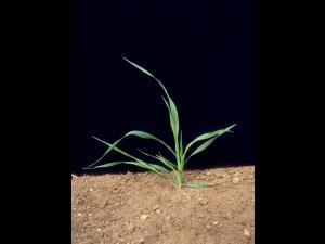 Avoine cultivée(Avena sativa)_6