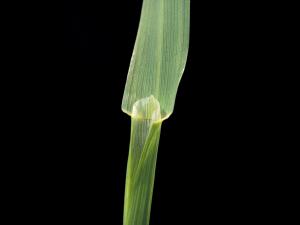 Avoine cultivée(Avena sativa)_7