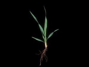 Avoine cultivée(Avena sativa)_8