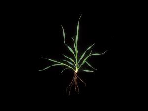 Avoine cultivée(Avena sativa)_9