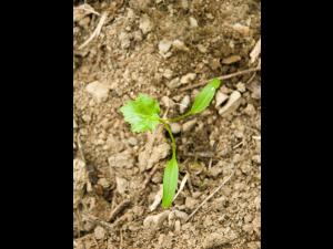 Berce Caucase(Heracleum mantegazzianum)_15