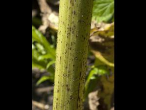 Berce Caucase(Heracleum mantegazzianum)_18