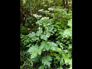Berce laineuse(Heracleum maximum)_1