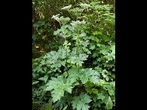 Berce laineuse(Heracleum maximum)_2