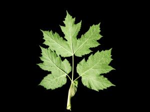 Berce laineuse(Heracleum maximum)_6