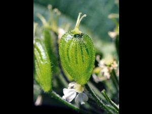 Berce laineuse(Heracleum maximum)_11
