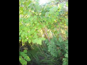 Renouée Japon (Reynoutria japonica)_7