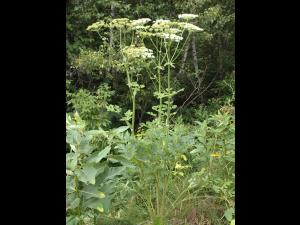 Berce commune(Heracleum sphondylium)_1