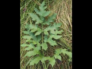 Berce commune(Heracleum sphondylium)_10