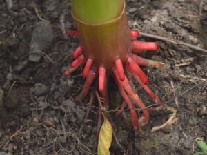 Impatiente glanduleuse (Impatiens glandulifera)_17